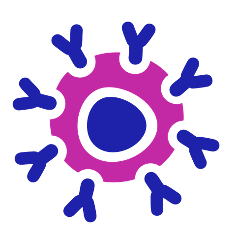 CAR-T cell icon: a round cell with a nucleus. On the surface of the cell are Y-shaped proteins.
